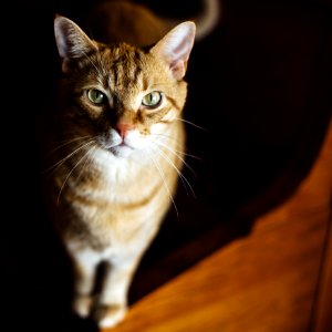 White And Brown Tabby Cat photo