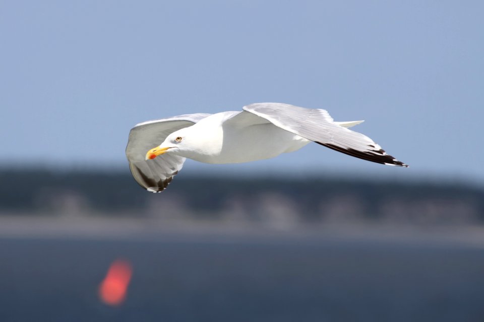Auto Focus Photography Of Flying White Bird During Daytime