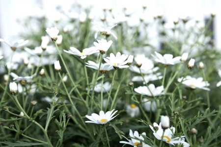 Field Of Wildflowers