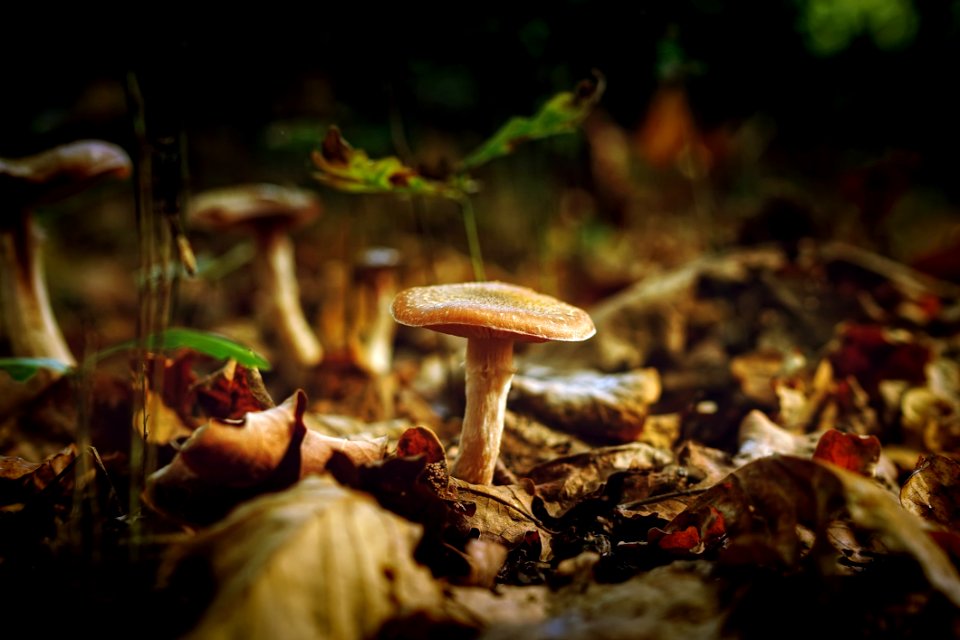Mushrooms Growing Outdoors