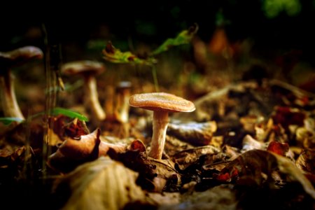 Mushrooms Growing Outdoors