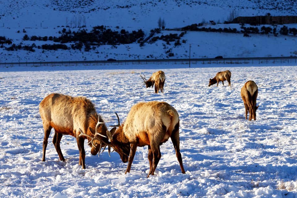 Elk at the U.S. Fish & Wildlife Service's elk refuge in Jackson Hole, Wyoming, a valley on the edge of Grand Teton National Park. Original image from Carol M. Highsmith’s America, Library of Congress collection.