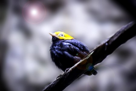 Yellow Head Black Short Beaked Bird photo