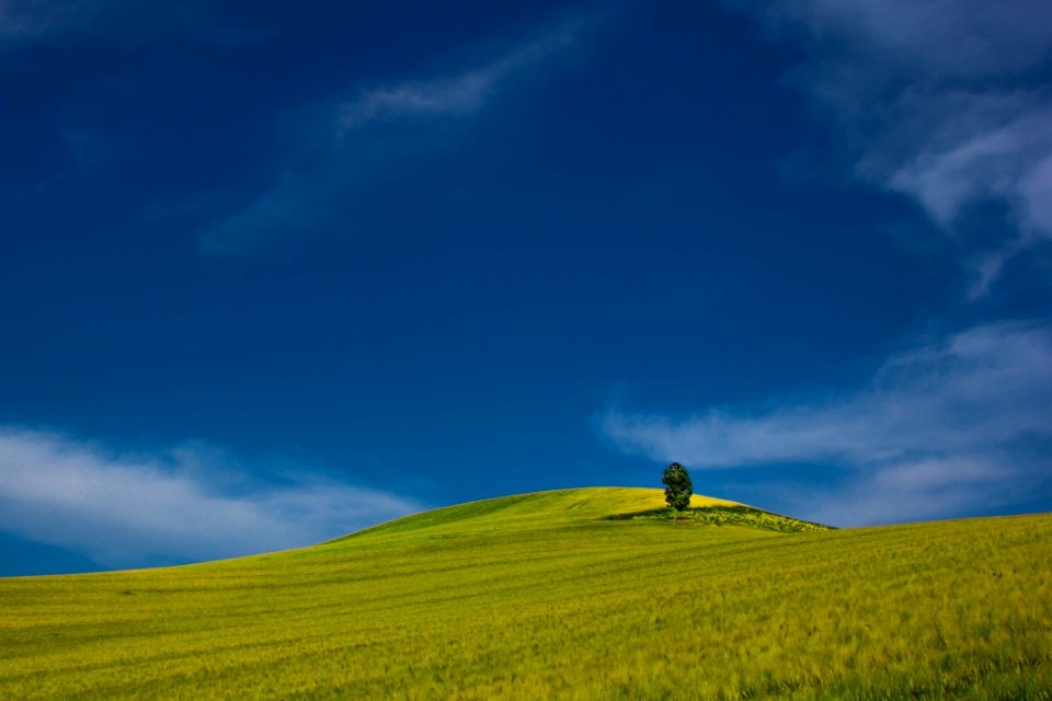 Single Tree In Green Field