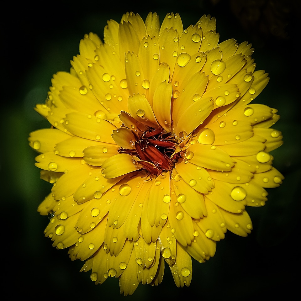 Botany beauty beautiful