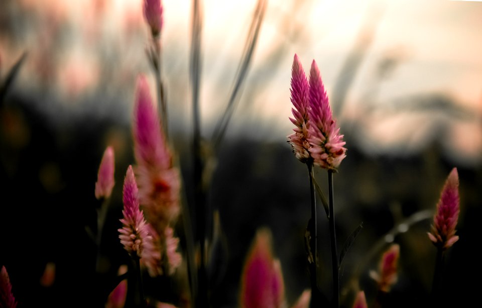 Blooming Lavender Flowers