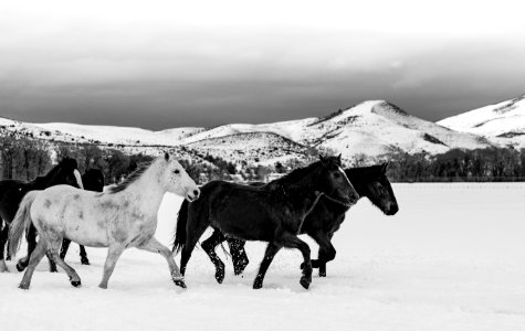A mixed herd of wild and domesticated horses frolics on the Ladder Livestock ranch, at the Wyoming-Colorado border. Original image from Carol M. Highsmith’s America, Library of Congress collection. photo