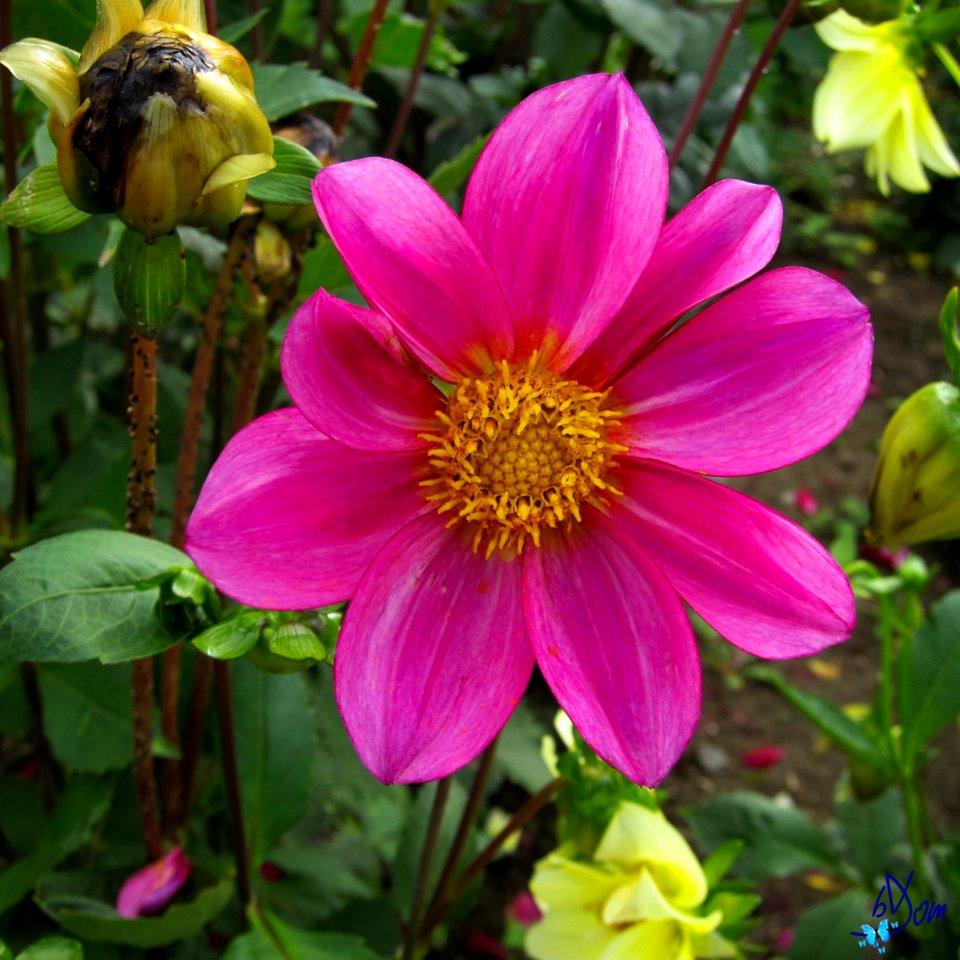 Dahlias