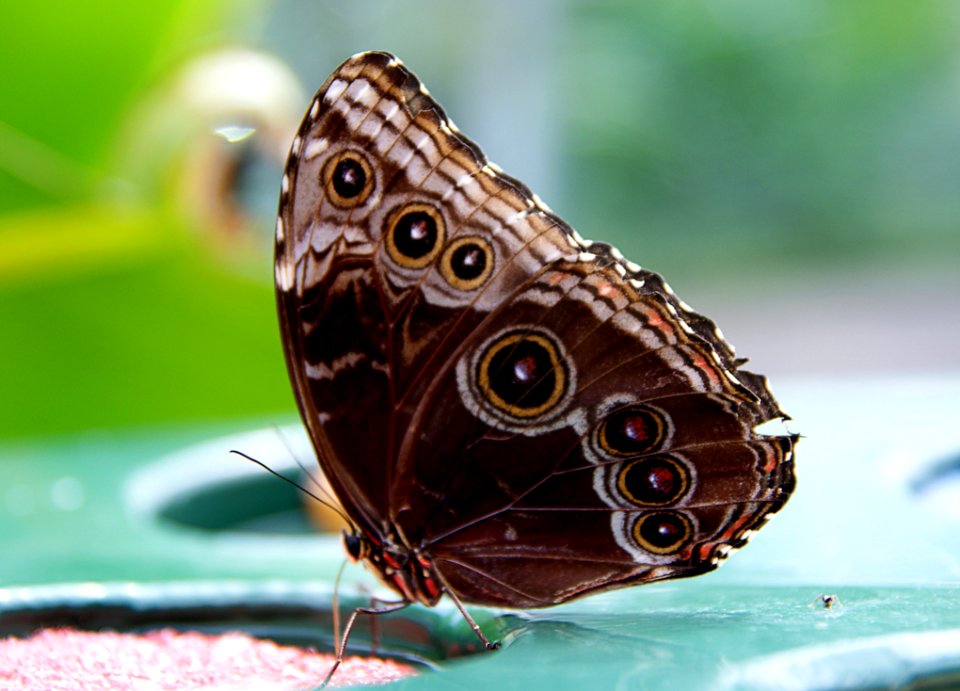 Blue Morpho (underside)