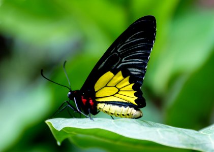 Cairns Birdwing (3)