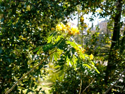 Green Branches