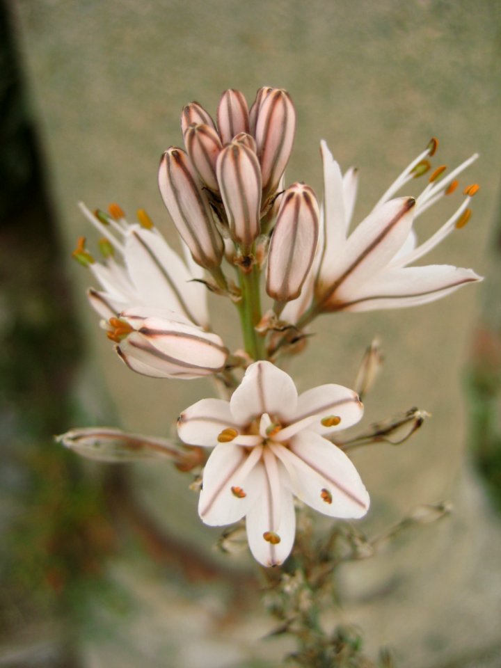 Flowers And Plants