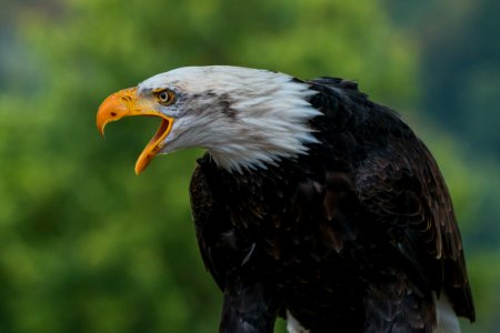 Close Up Photography Of White Black Eagle During Daytime photo