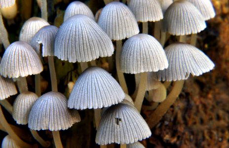 Coprinellus DisseminatusFairy Bonnets