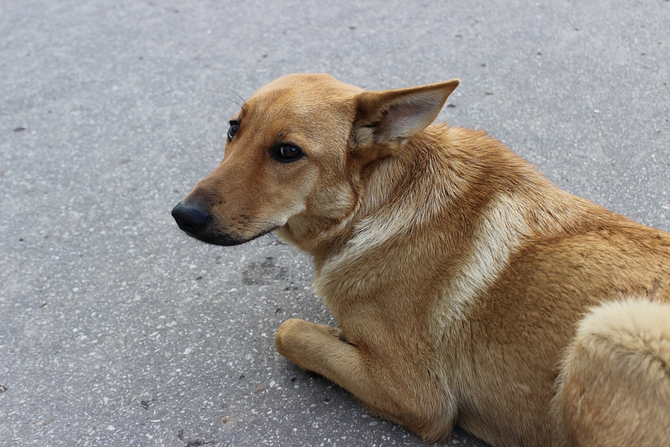 Man's best friend redhead eyes