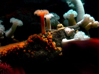 Anemones (7)
