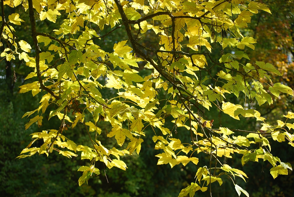 Tree fall autumn
