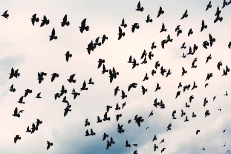 Flock Of Birds photo
