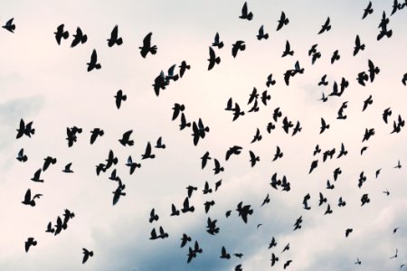 Flock Of Birds