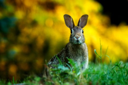 Close-up Of Rabbit On Field photo