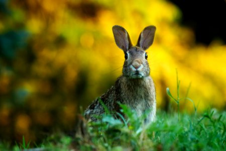 Close-up Of Rabbit On Field