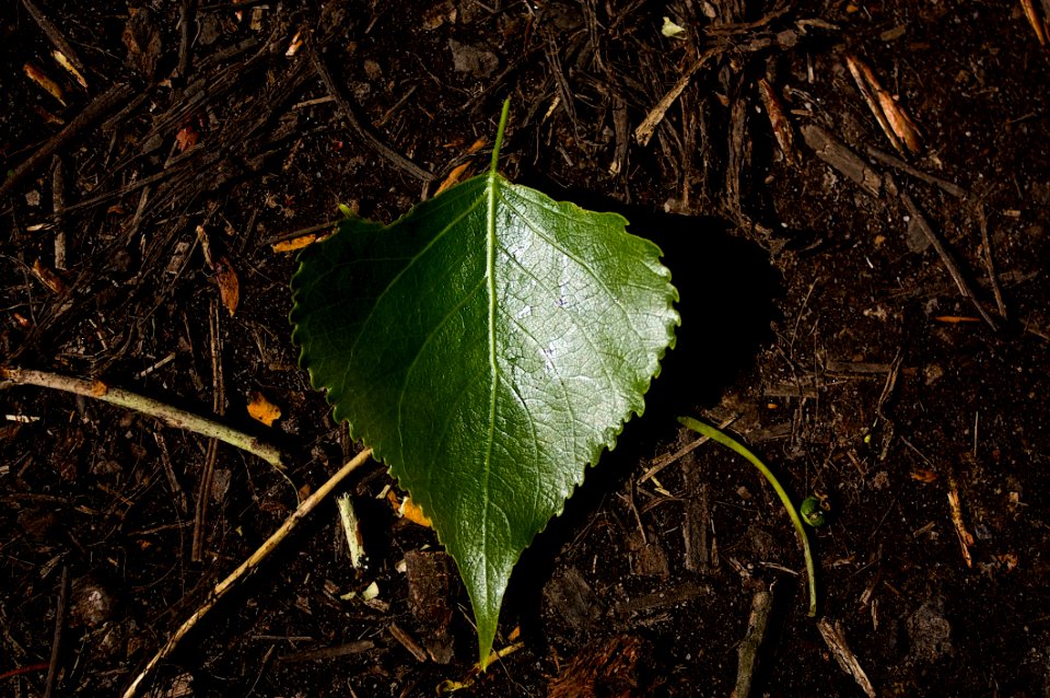 Green Leaf