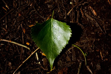 Green Leaf photo