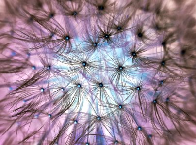 Dandelion Flower Seeing White And Blue Sky Close Up Photo photo