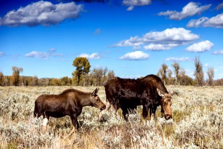 Moose graze in Grand Teton National Park in northwest Wyoming. Original image from Carol M. Highsmith’s America, Library of Congress collection.