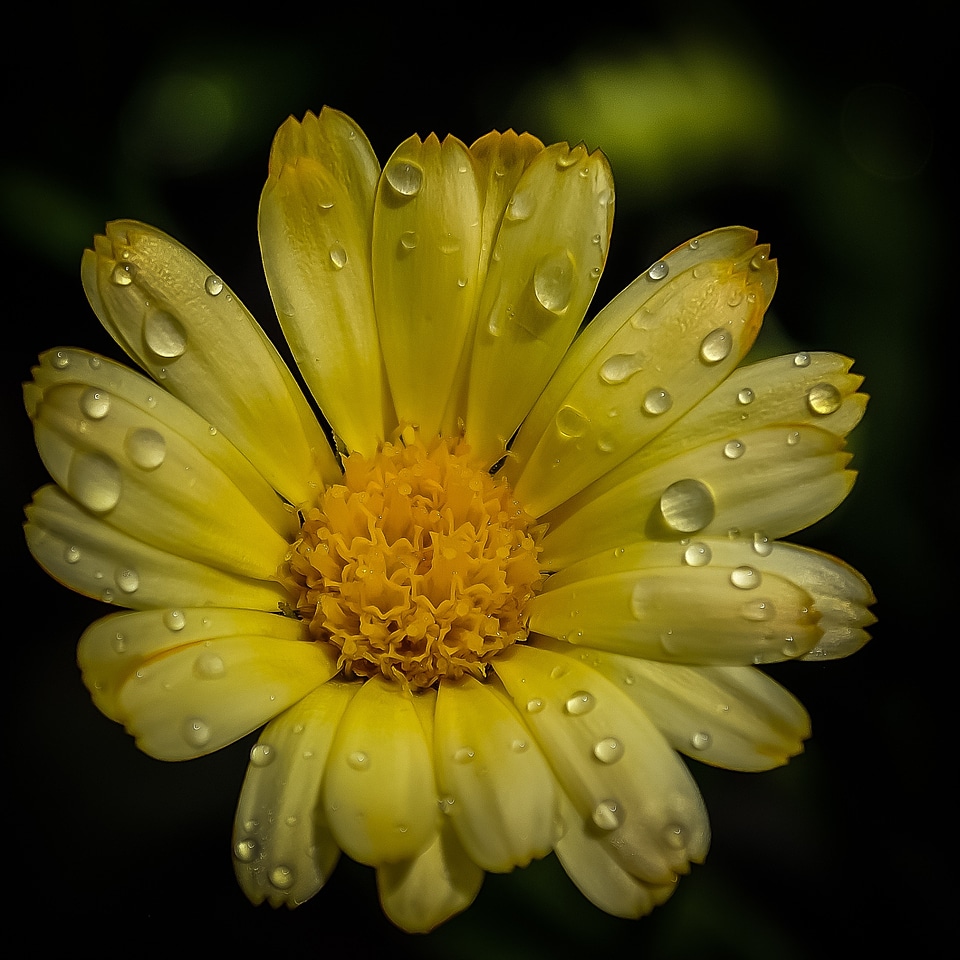 Botany beauty beautiful