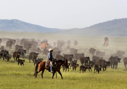 Ranch manager Mark Dunning oversees a roundup at the Big Creek cattle ranch near the Colorado border in Carbon County, Wyoming. Original image from Carol M. Highsmith’s America, Library of Congress collection. photo