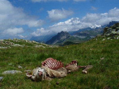 Mouton