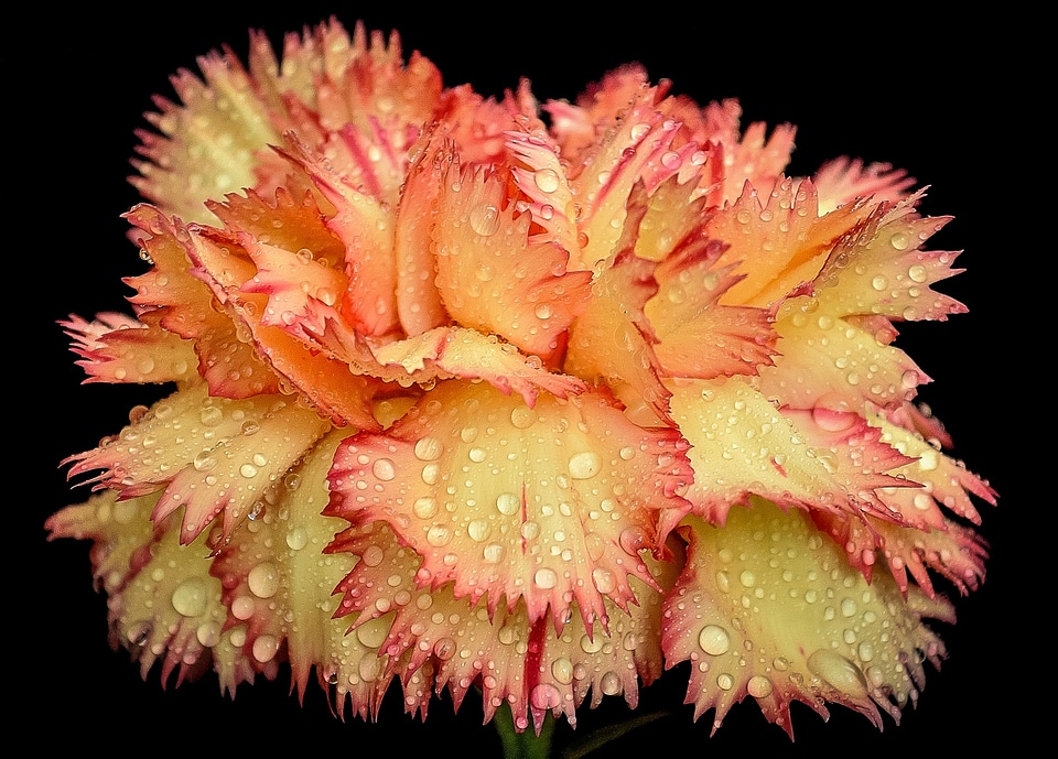 Orange red nature