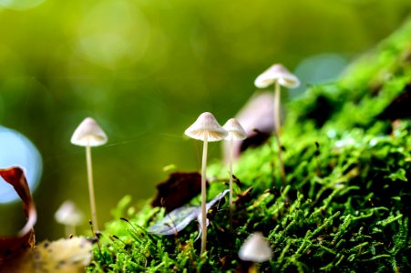 Close-up Of Mushroom photo