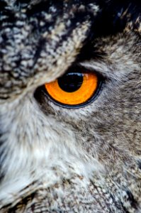Gray Owl Showing Orange And Black Left Eye photo
