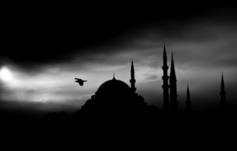 Bird Silhouette Against Buildings