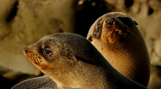 Southern NZ Fur Seal Pups photo