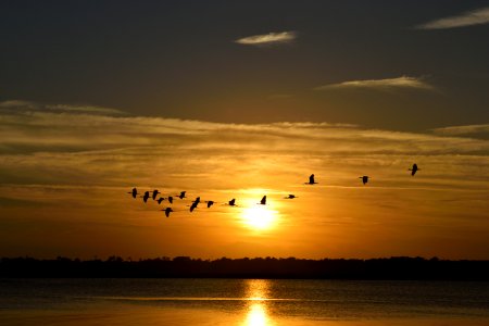 Birds Above Water Surface At Sunset