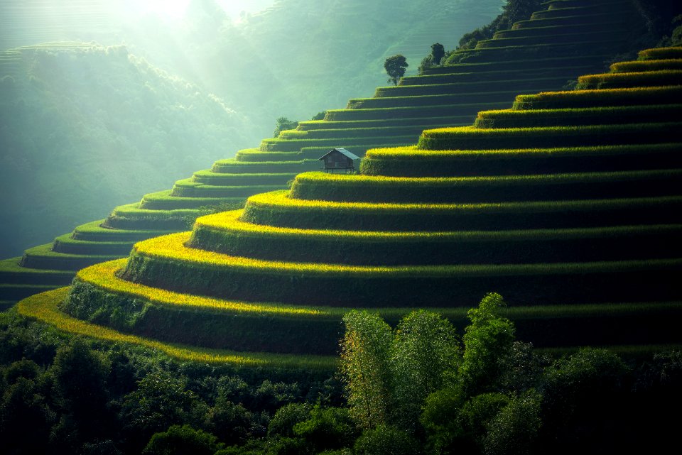 Scenic View Of Rice Paddy