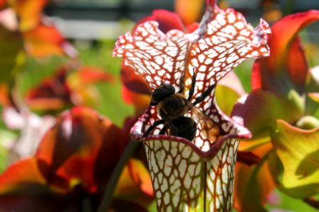 The Pitcher Plant And The Bee photo