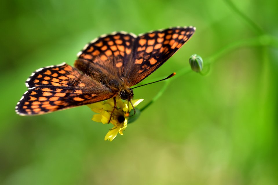 Araignes Insectes Et Fleurs De La Fort De Moulire (Le Grand Bignolas)