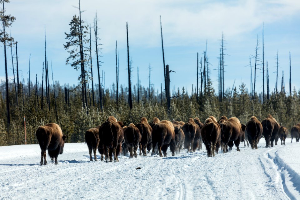 American bison, or buffaloes, in Yellowstone National Park in the northwest corner of Wyoming. Original image from Carol M. Highsmith’s America, Library of Congress collection.