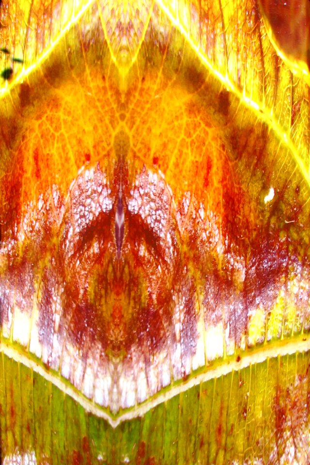 Red And Yellow Texture
