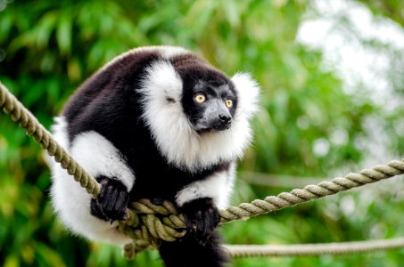 Black And White Ruffed Lemur photo