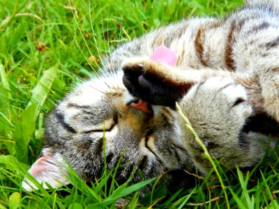 Brown Tabby Kitten On Green Grass photo