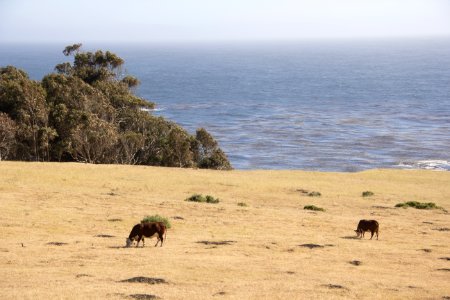 Cows  Big Sur CA 1