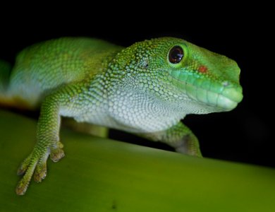 Madagascan Day Gecko