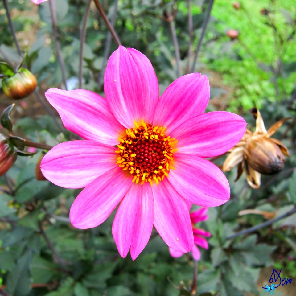 Dahlias