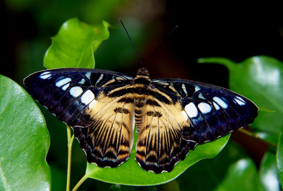 Cilpper Parthenos Sylvia