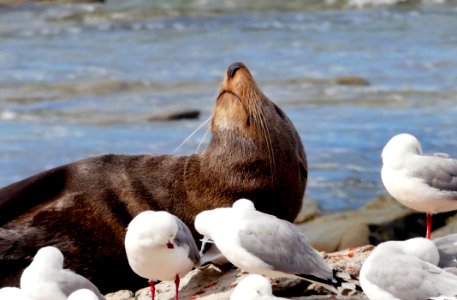 Southern NZ Fur Seal photo